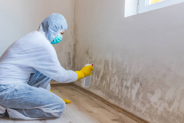 Licensed Mold Remediation service in Woodbury, TN - WQB Mold Removal
